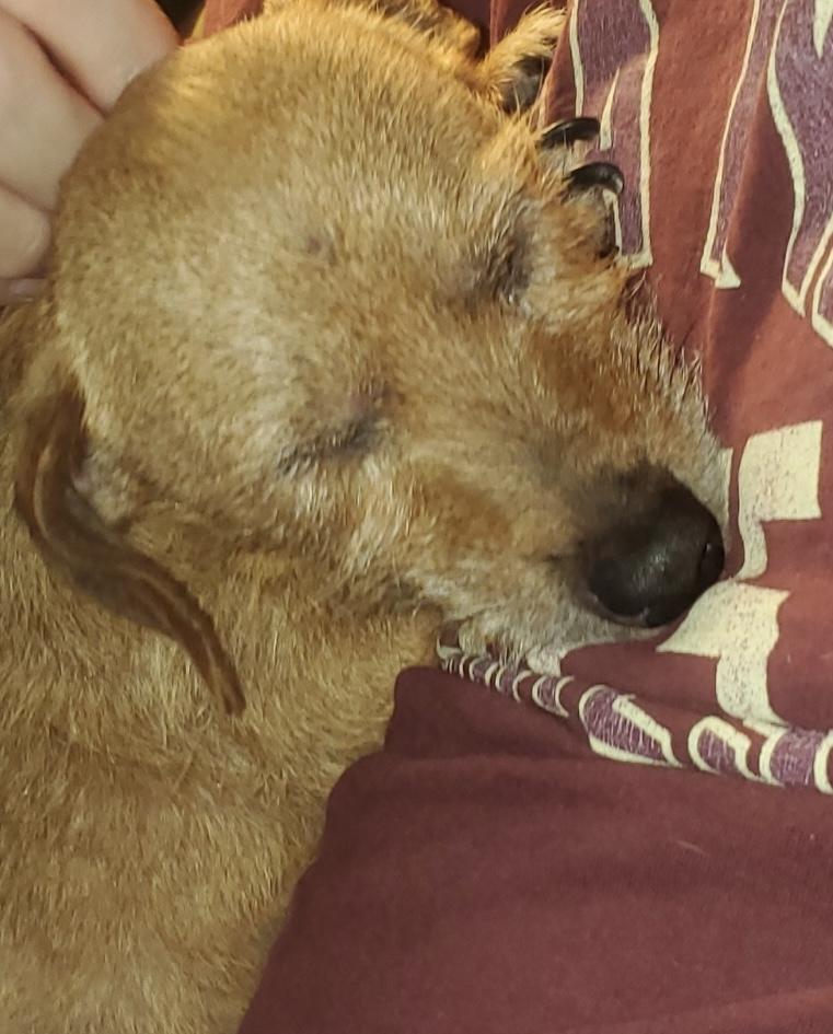 Enlarge Fritz, an adopted mixed breed in Portland, OR image 4/4