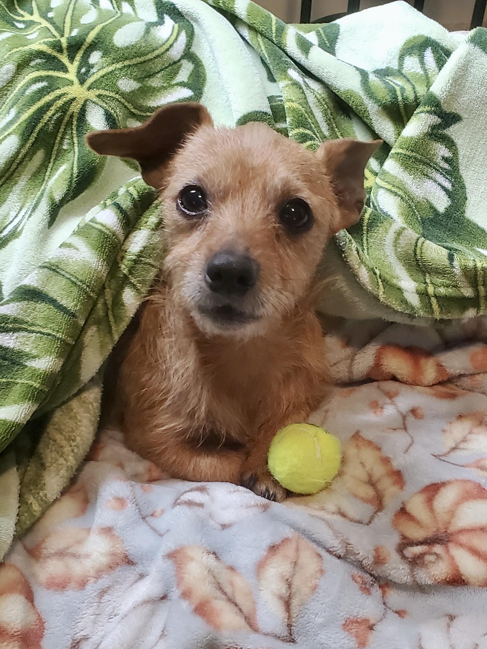 Fritz, adopted, Adult Male Dachshund.