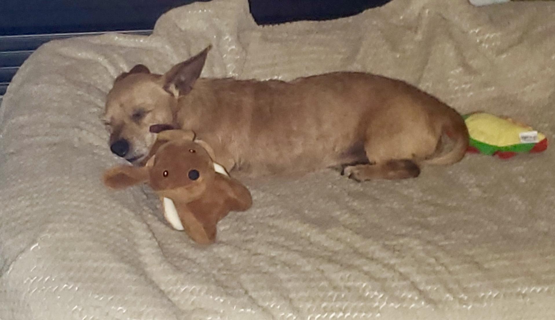 Enlarge Fritz, an adopted mixed breed in Portland, OR image 2/4