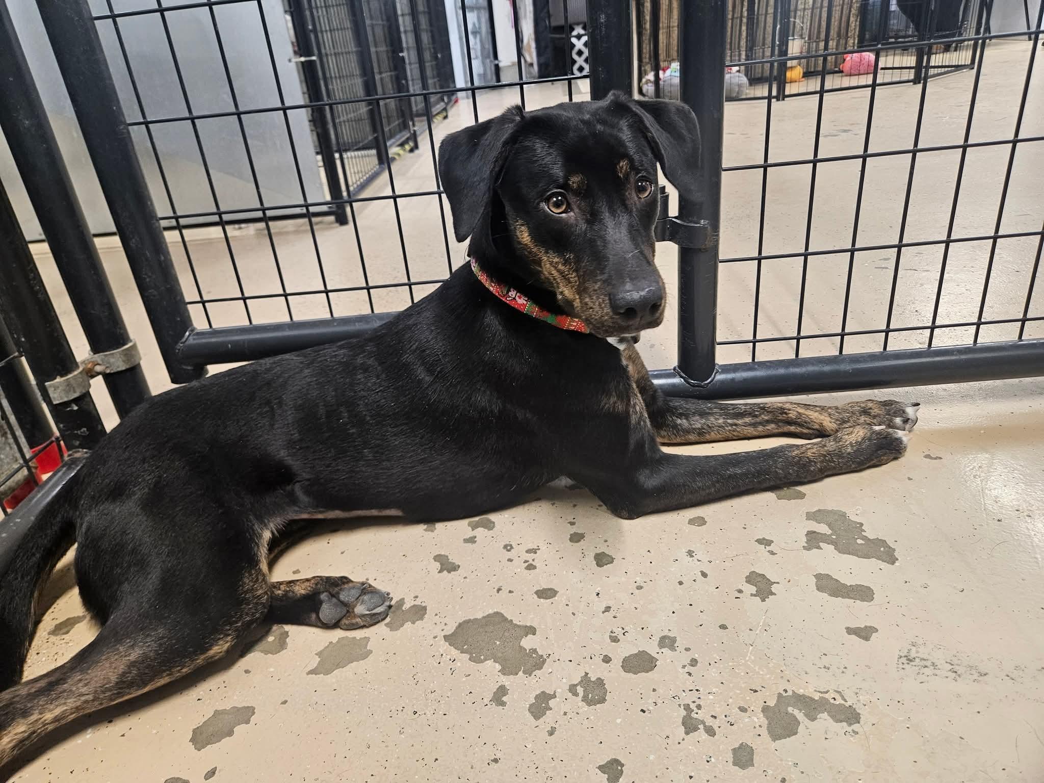 Cricket, Adoptable, Puppy Female Catahoula Leopard Dog & Hound.
