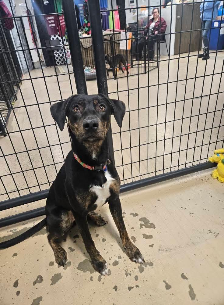 Enlarge Cricket, a Adoptable mixed breed in Cedar Rapids, IA image 2/6