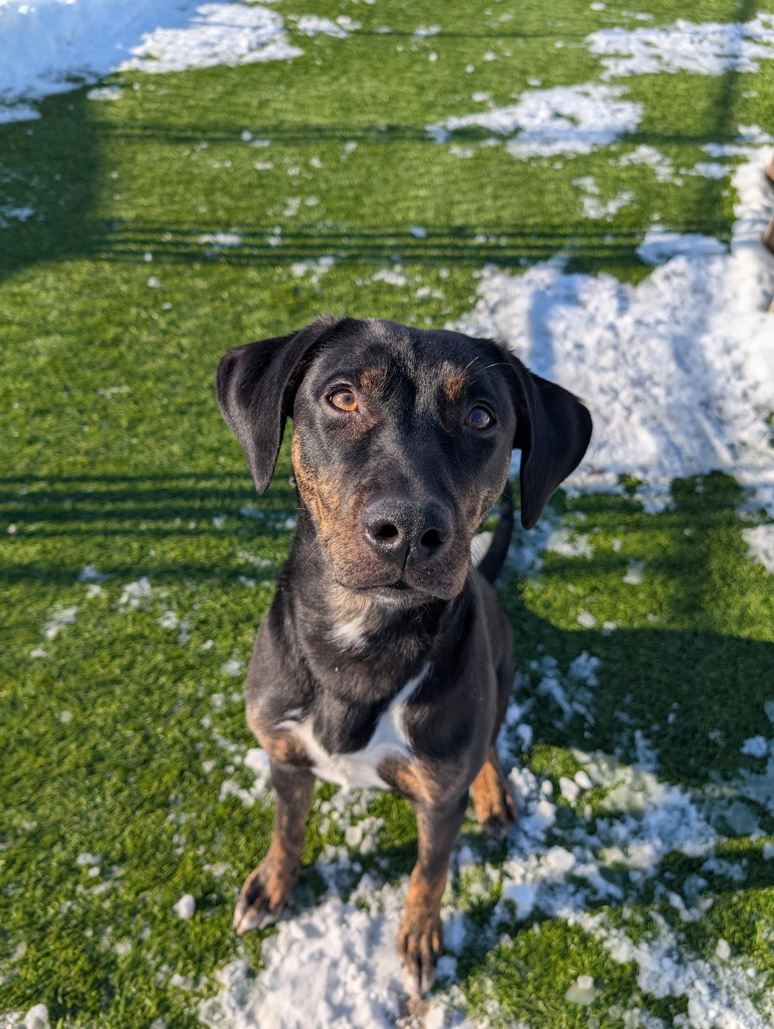 Enlarge Cricket, a Adoptable mixed breed in Cedar Rapids, IA image 3/6