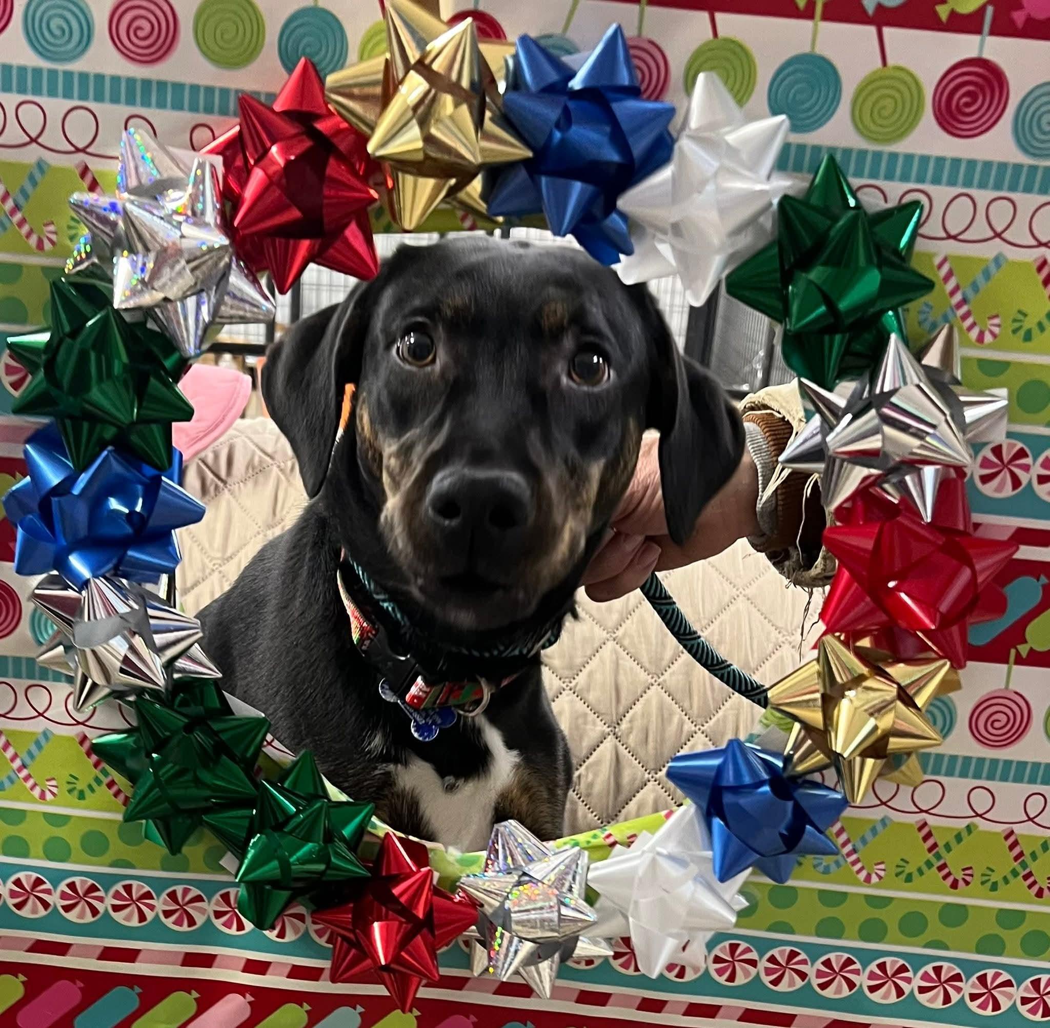 Enlarge Cricket, a Adoptable mixed breed in Cedar Rapids, IA image 4/6
