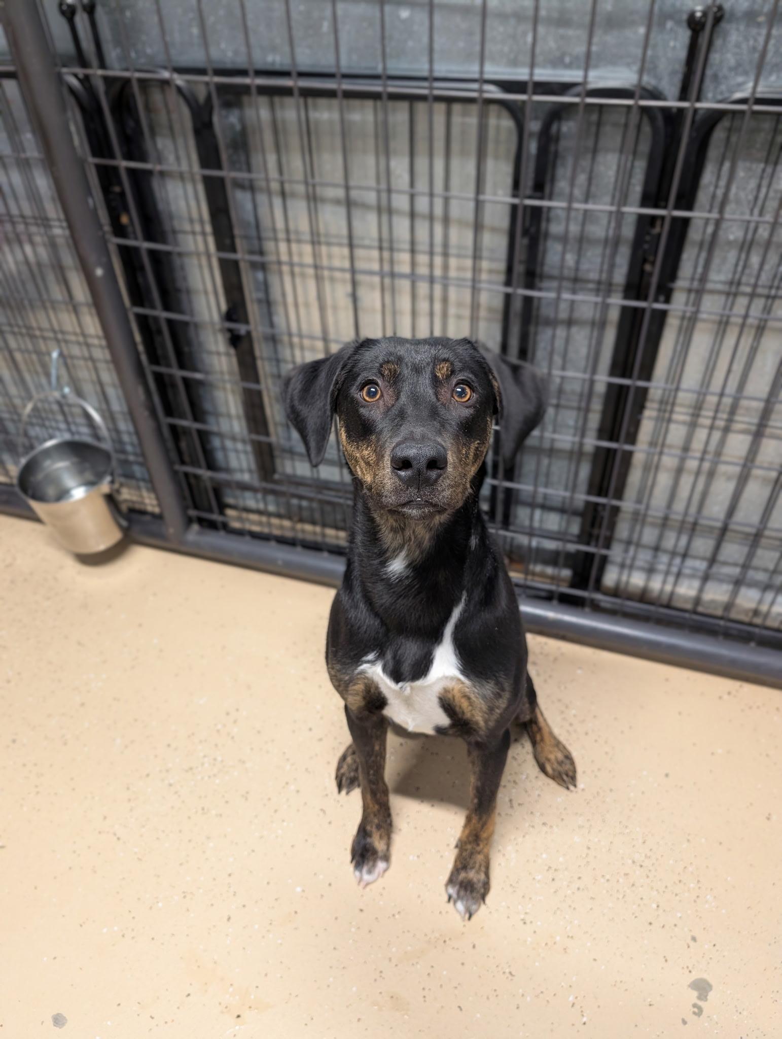 Enlarge Cricket, a Adoptable mixed breed in Cedar Rapids, IA image 5/6