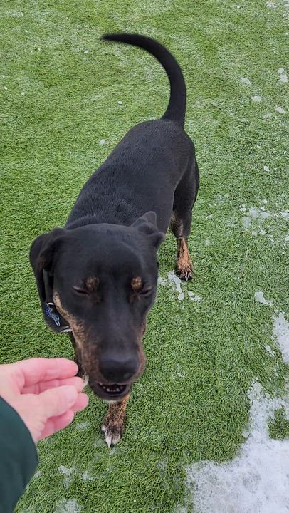 Enlarge Cricket, a Adoptable mixed breed in Cedar Rapids, IA video 6/6