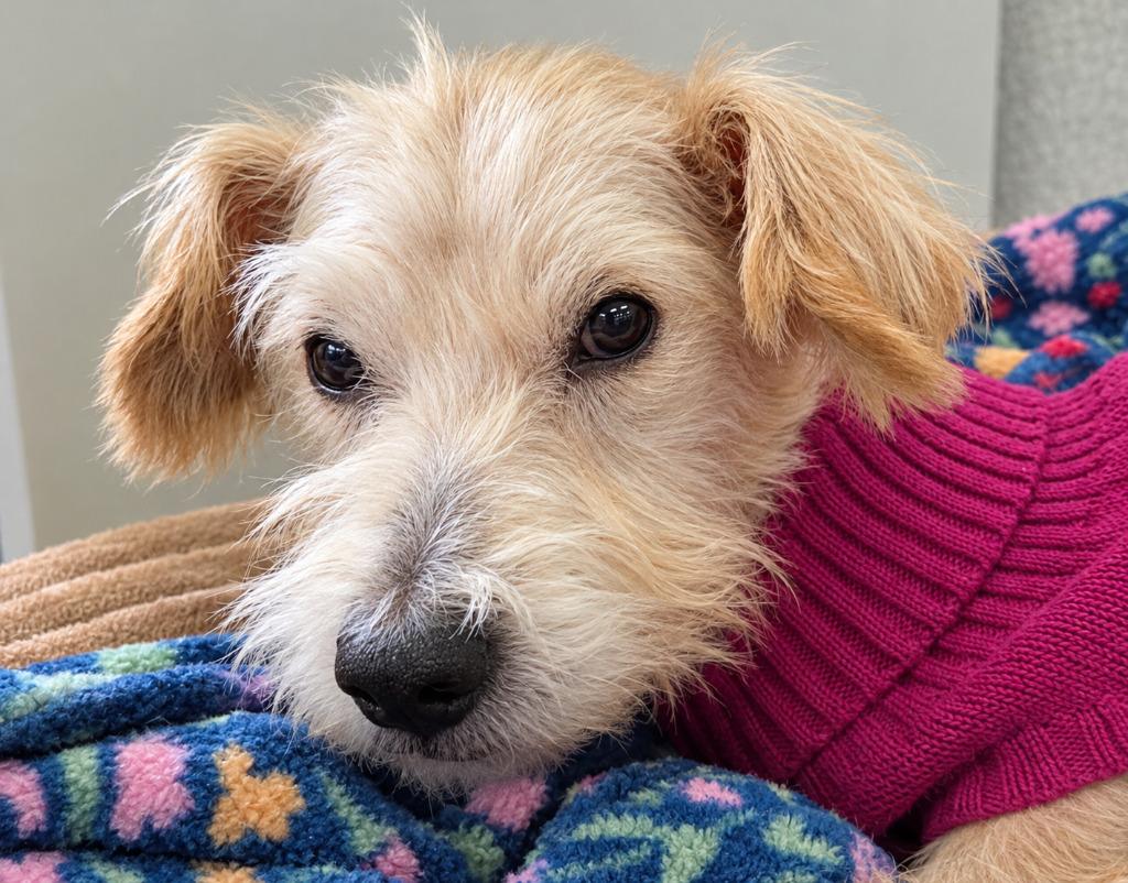 Loretta, Adoptable, Senior Female Jack Russell Terrier & Poodle.