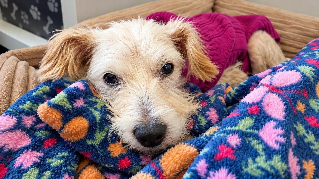 Enlarge Loretta, a Adoptable mixed breed in Warren, MI image 3/4