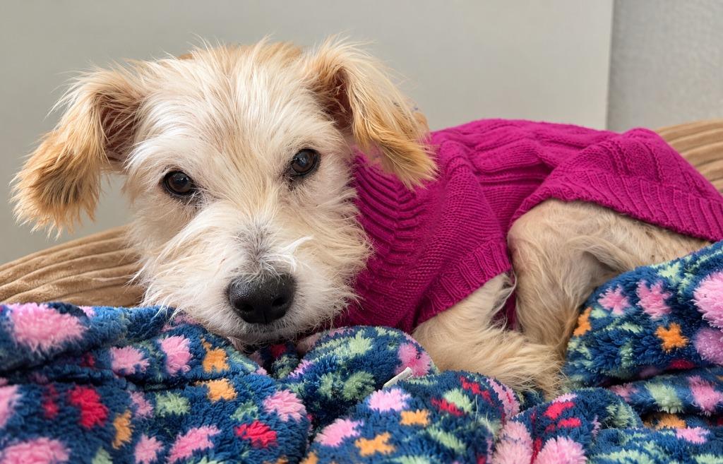 Enlarge Loretta, a Adoptable mixed breed in Warren, MI image 4/4