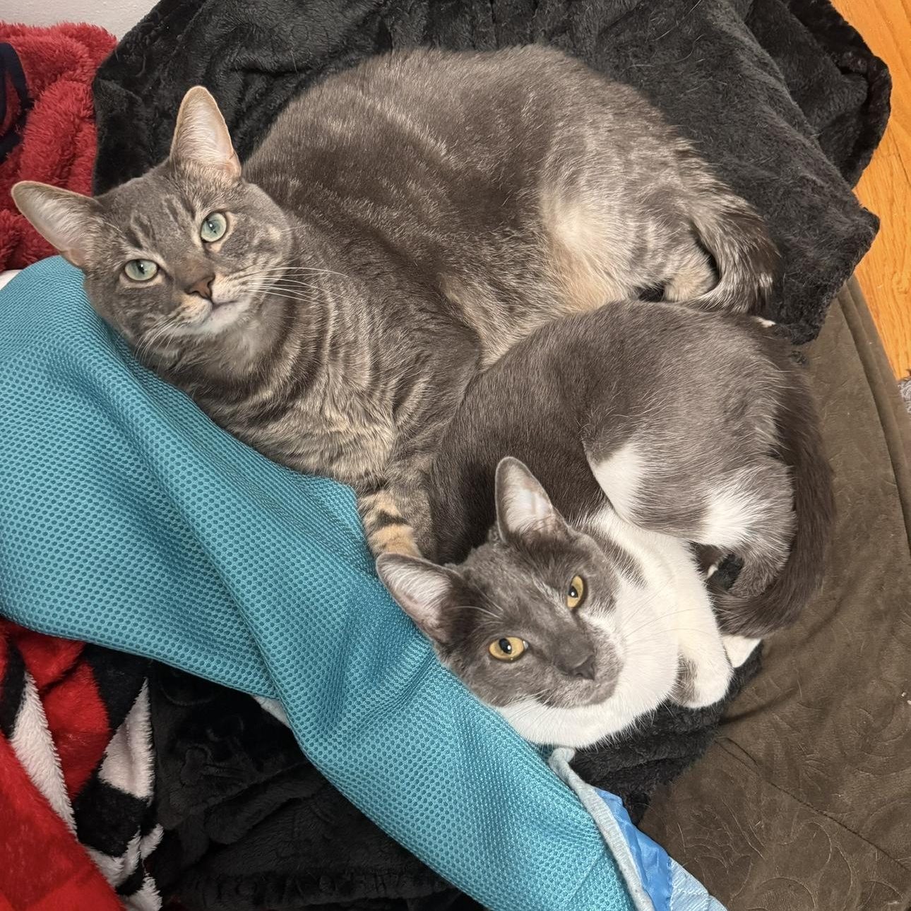 Enlarge Mando and Grogu, a Adoptable Domestic Short Hair in Midvale, UT image 1/4