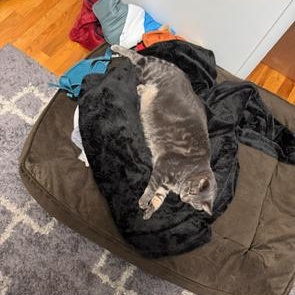 Enlarge Mando and Grogu, a Adoptable Domestic Short Hair in Midvale, UT image 3/4