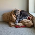 Enlarge Mando and Grogu, a Adoptable Domestic Short Hair in Midvale, UT image 1/4