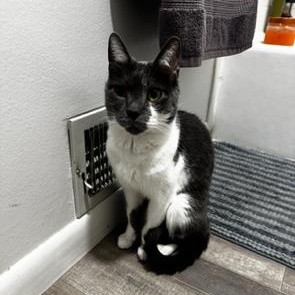 Enlarge Mando and Grogu, a Adoptable Domestic Short Hair in Midvale, UT image 2/4