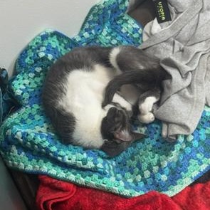 Enlarge Mando and Grogu, a Adoptable Domestic Short Hair in Midvale, UT image 4/4