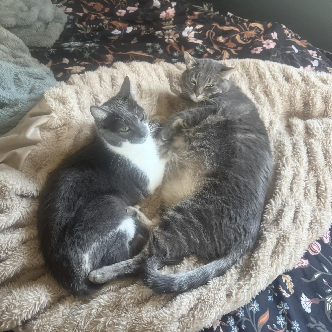 Enlarge Mando and Grogu, a Adoptable Domestic Short Hair in Midvale, UT image 4/4