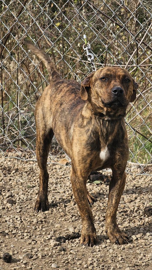 Enlarge Cranberry Claire, a Adoptable mixed breed in Crossville, TN image 2/3