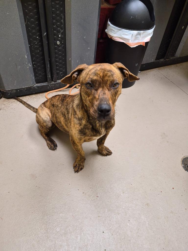 Cranberry Claire, Adoptable, Young Female American Bulldog & Basset Hound.