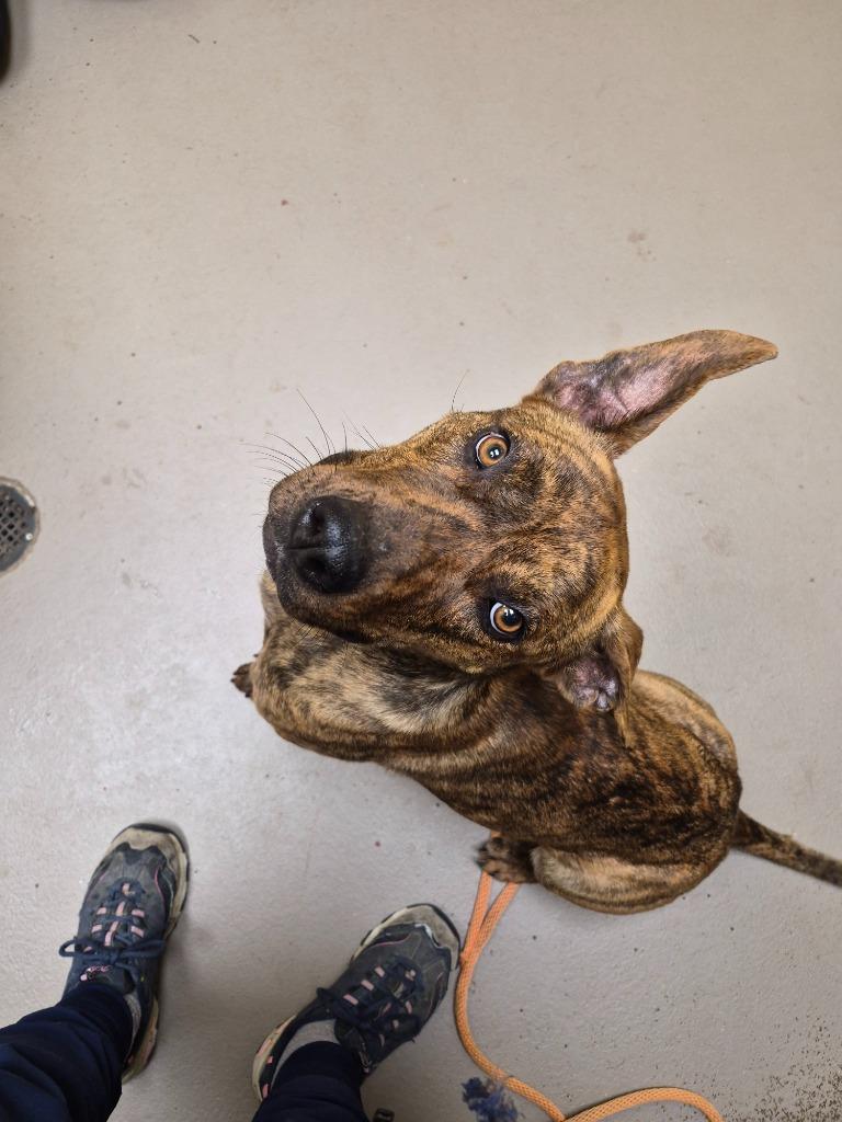 Enlarge Cranberry Claire, a Adoptable mixed breed in Crossville, TN image 3/3