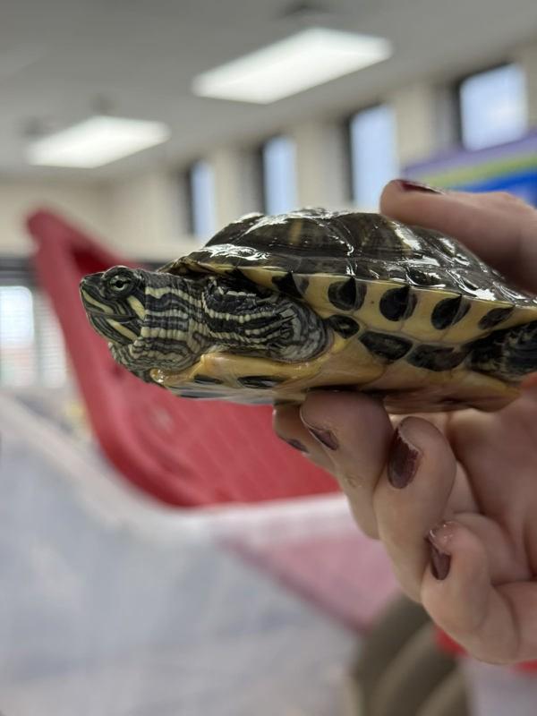 Shelly, Adoptable, Young Female Turtle.
