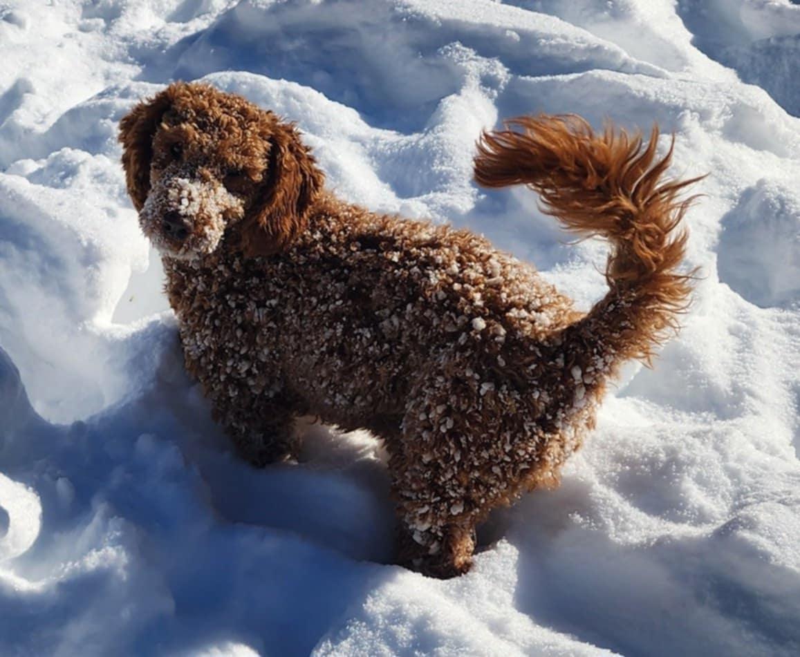 Poppy, Adoptable, Young Female Poodle.