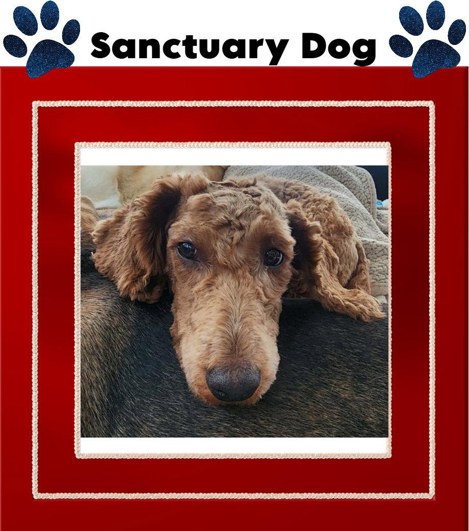 Enlarge Poppy, a Adoptable Poodle in Cuba, NY image 2/3