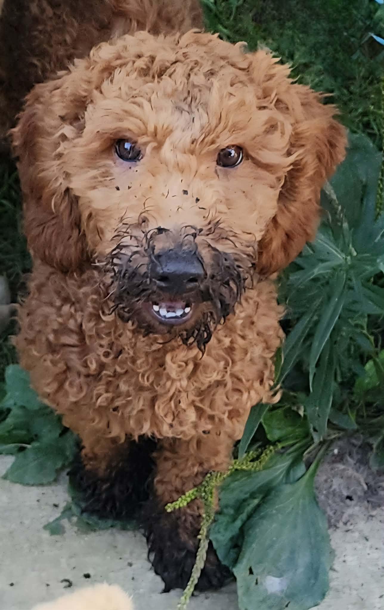 Enlarge Poppy, a Adoptable Poodle in Cuba, NY image 3/3