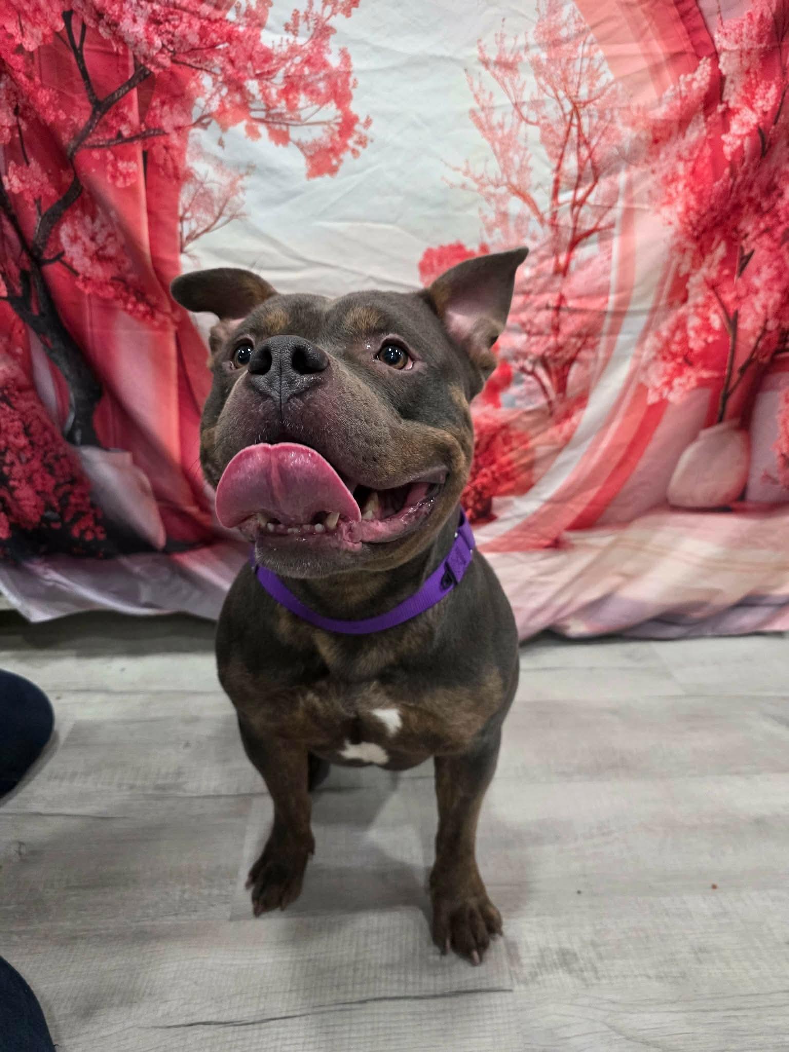 Enlarge Muscles , an adopted mixed breed in Greensburg, PA image 4/6