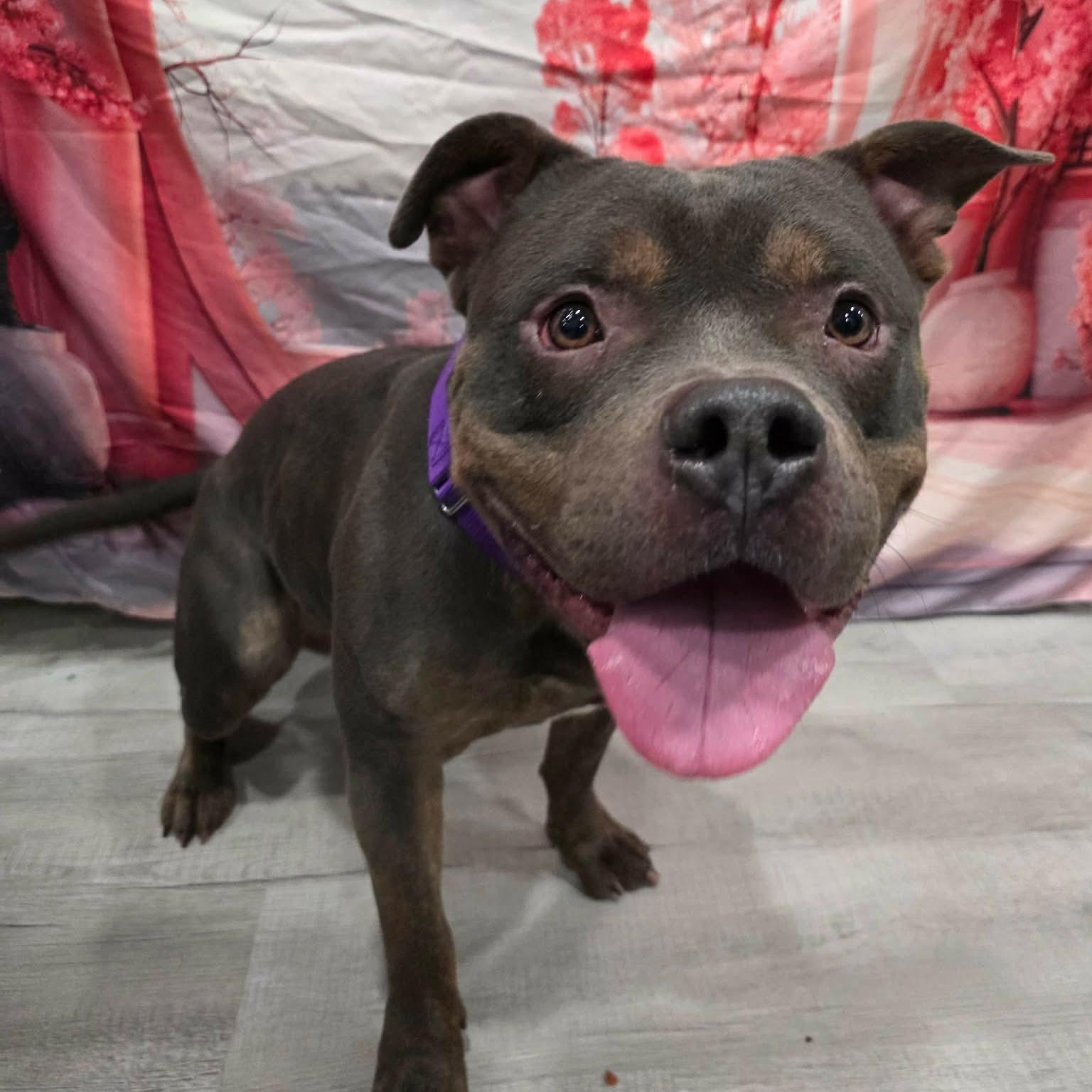 Muscles , adopted, Adult Male American Bully & Mixed Breed.