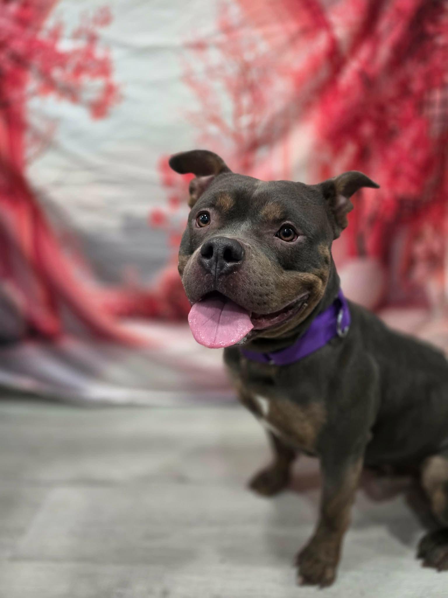 Enlarge Muscles , an adopted mixed breed in Greensburg, PA image 6/6