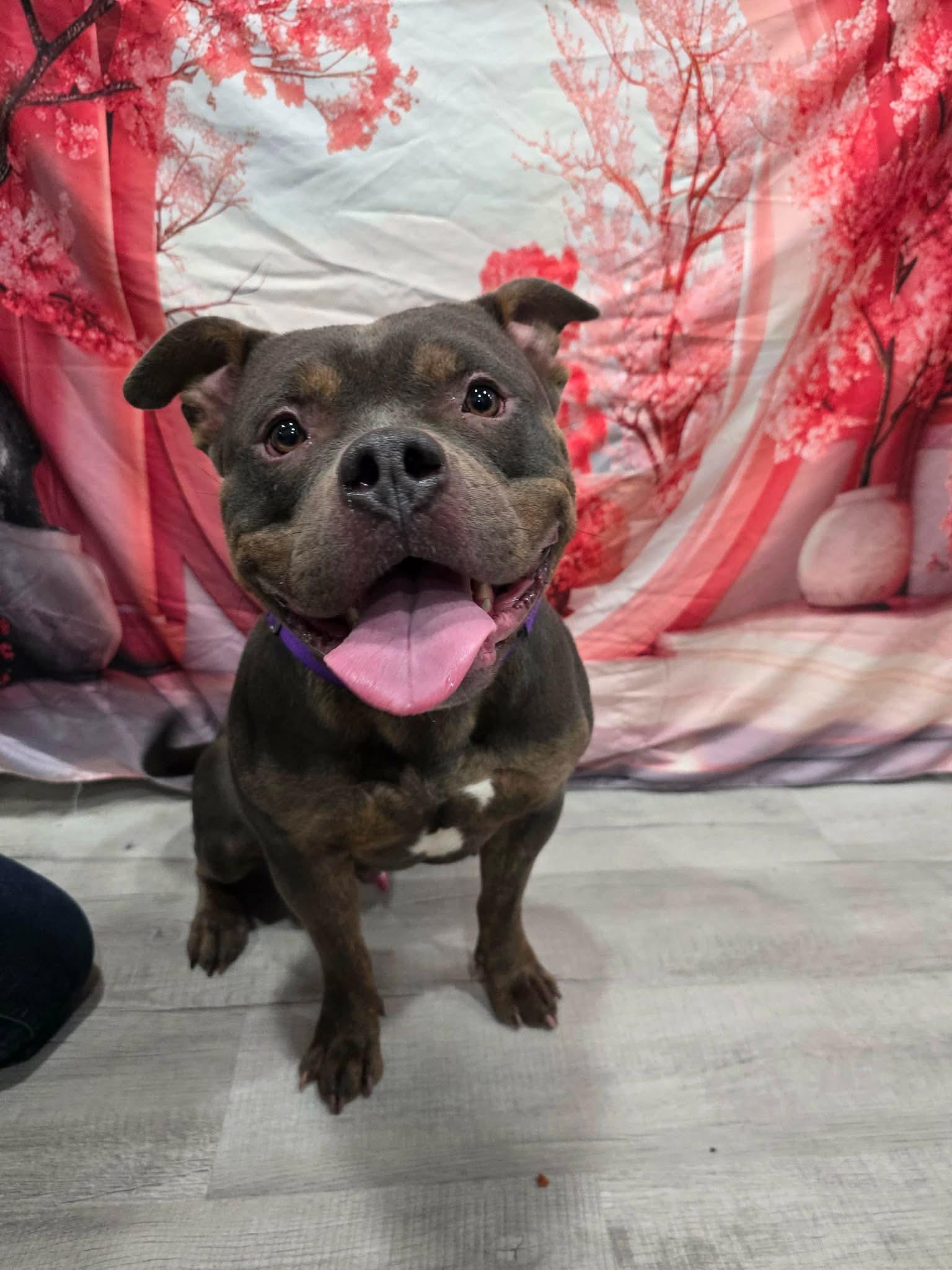 Enlarge Muscles , an adopted mixed breed in Greensburg, PA image 3/6