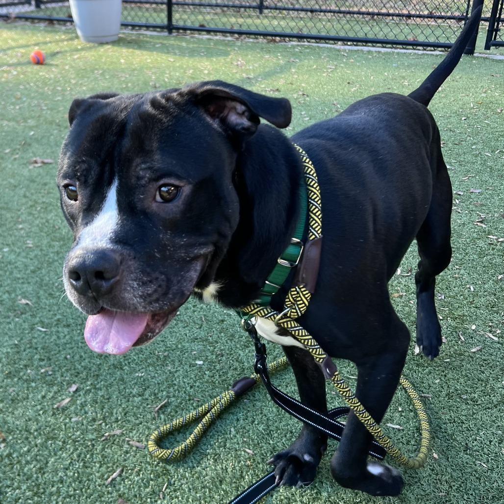 Jaxson, Adoptable, Adult Male Pit Bull Terrier.