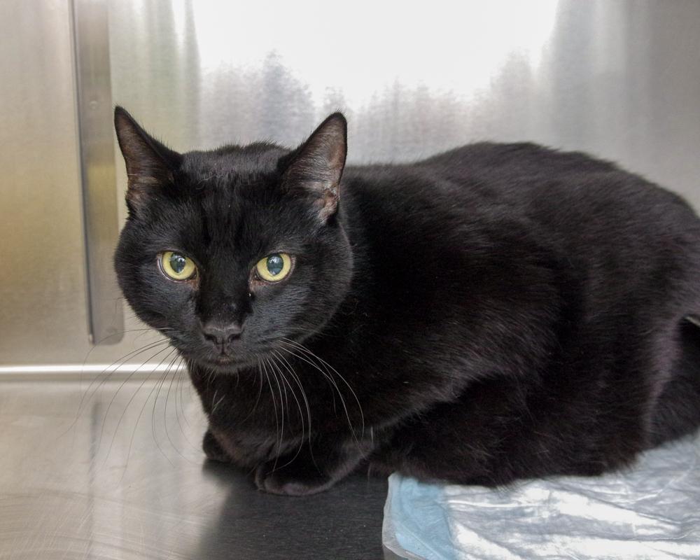 Whisper, a Adoptable Domestic Short Hair in Scituate, MA image 3/4