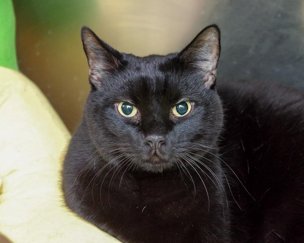 Whisper, Adoptable, Adult Male Domestic Short Hair.