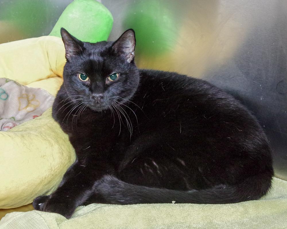 Whisper, a Adoptable Domestic Short Hair in Scituate, MA image 5/5