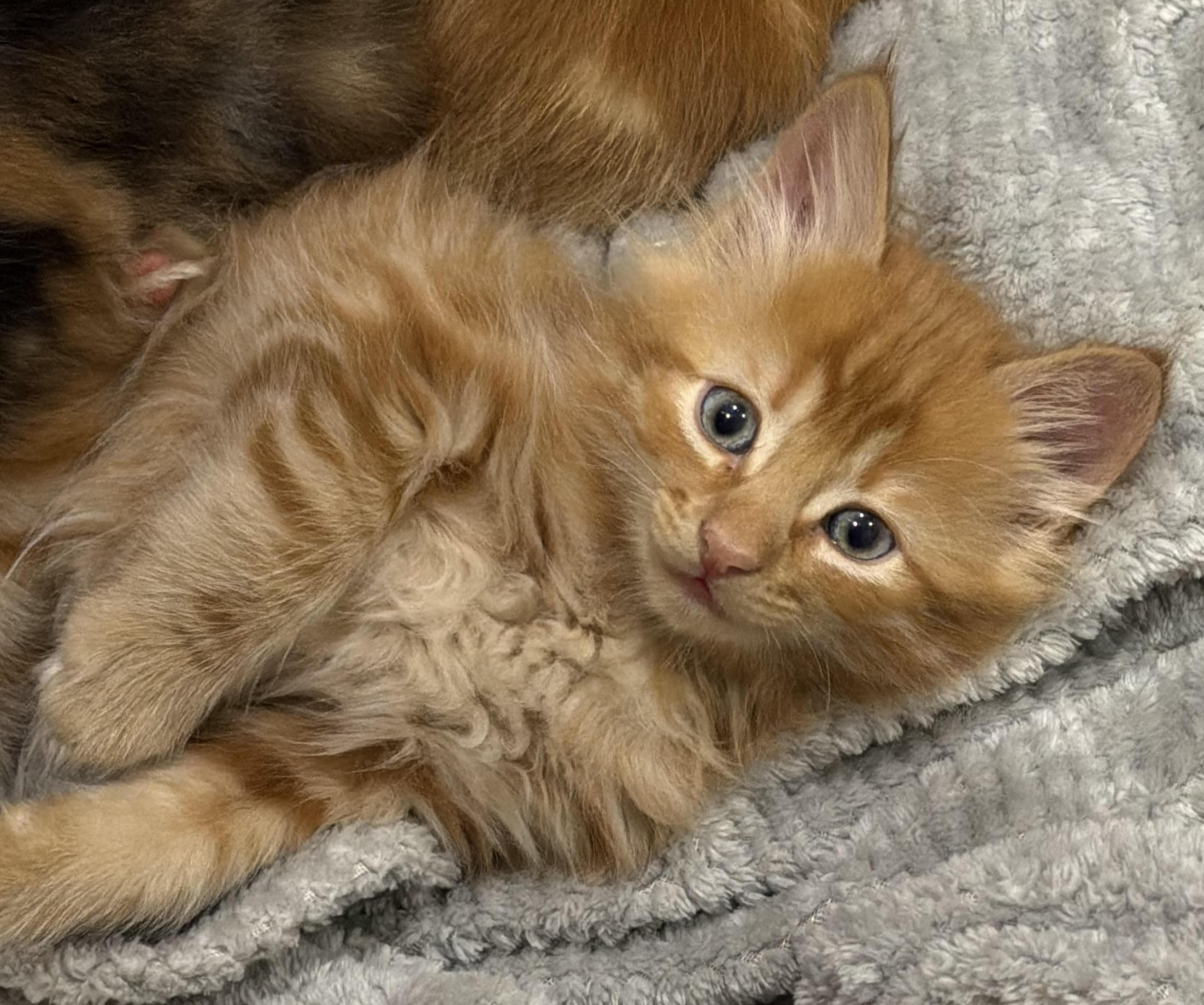 Graham, Adopted, Kitten Male Domestic Medium Hair.