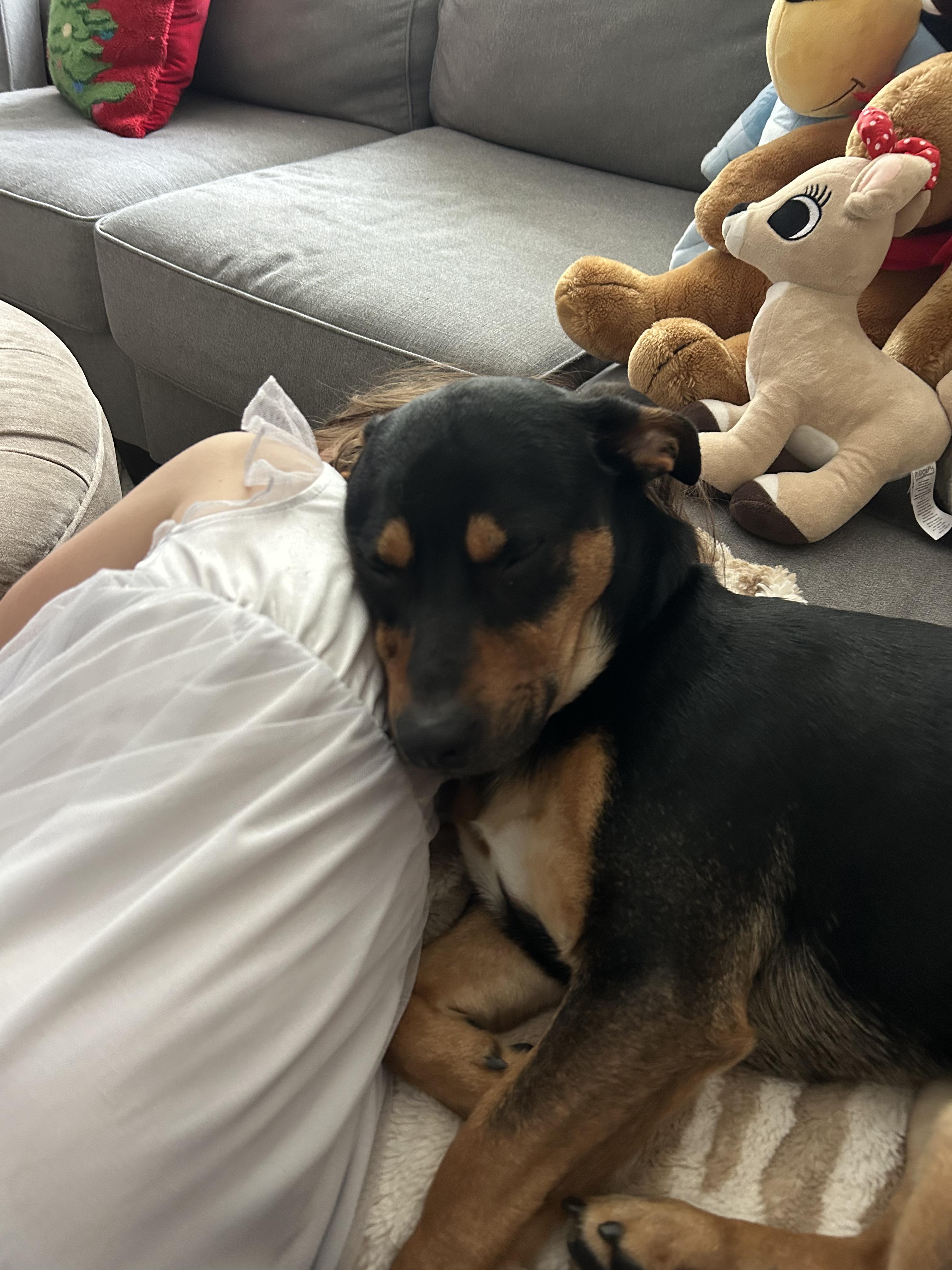 Arlo, an adopted mixed breed in Elmhurst, IL image 4/4