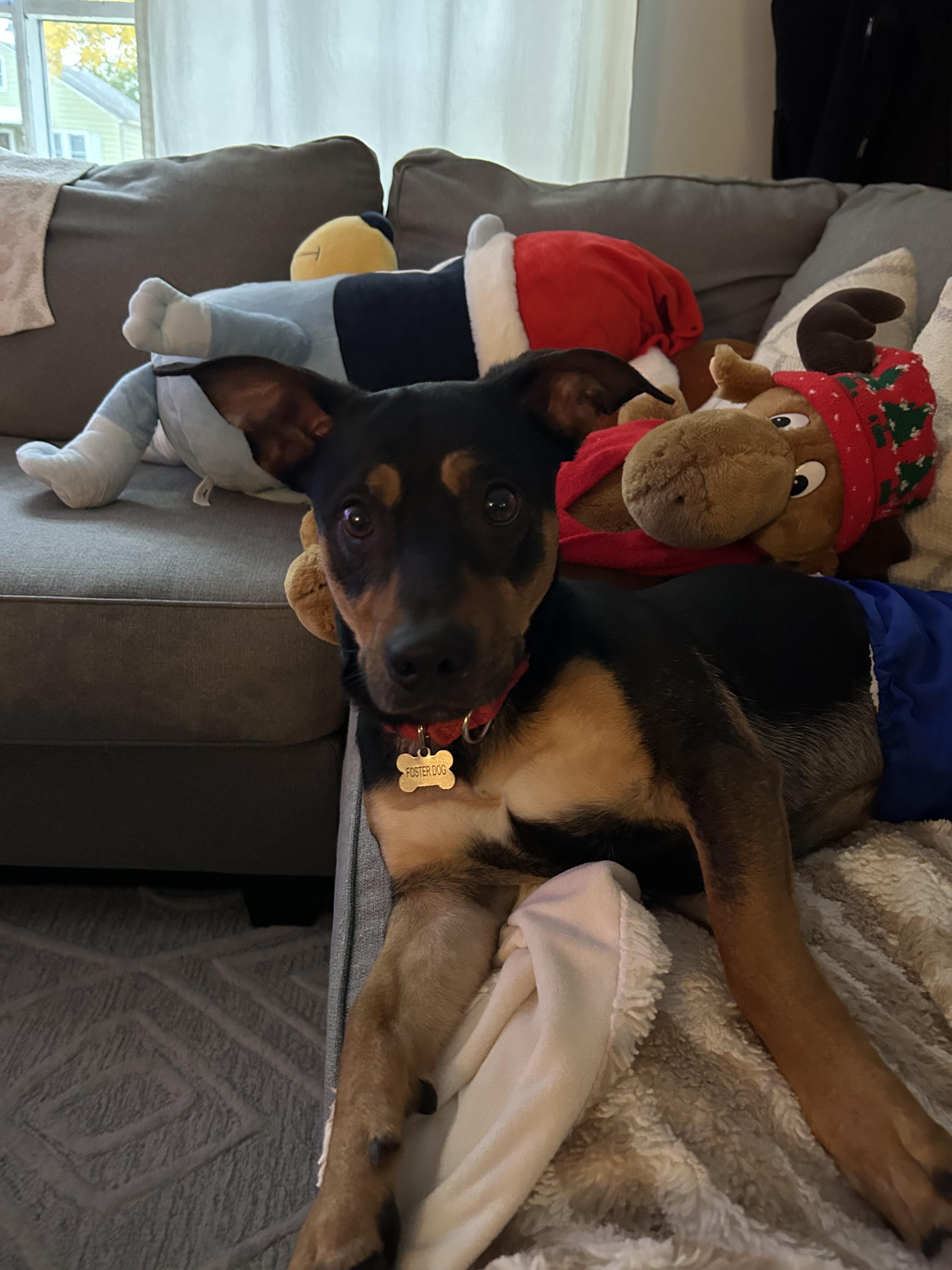 Arlo, adopted, Adult Male Dachshund & Miniature Pinscher.
