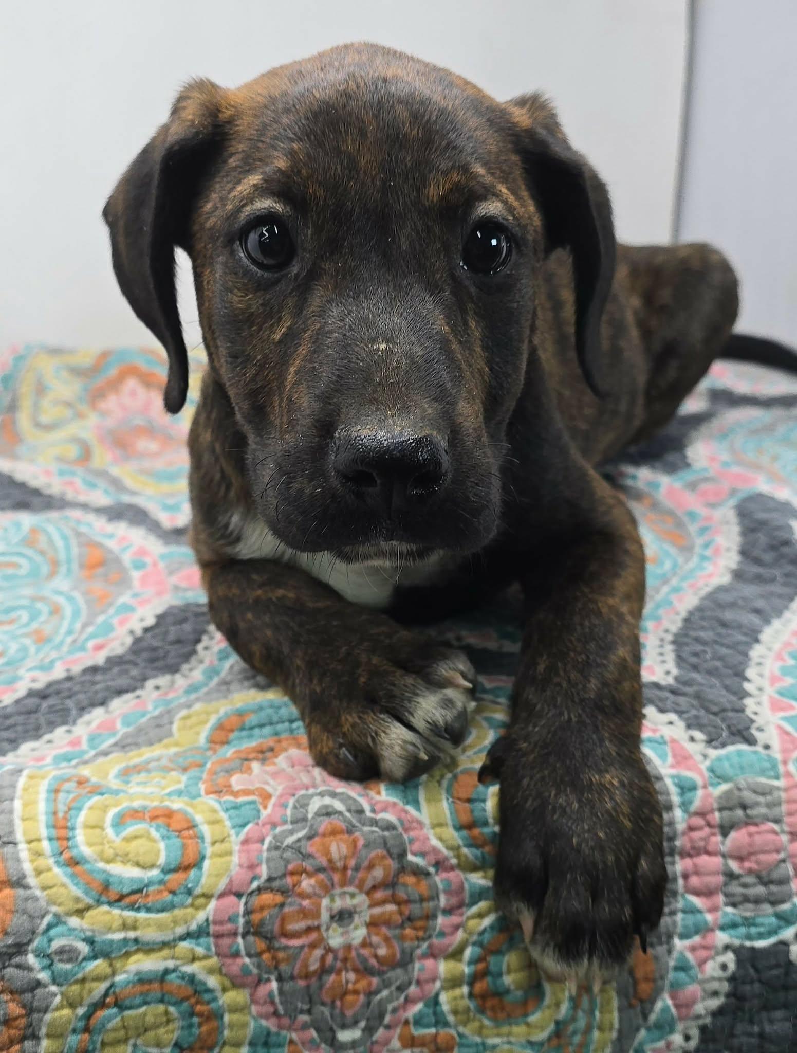 Enlarge Just A Game, a Adoptable mixed breed in Newport, TN image 4/4