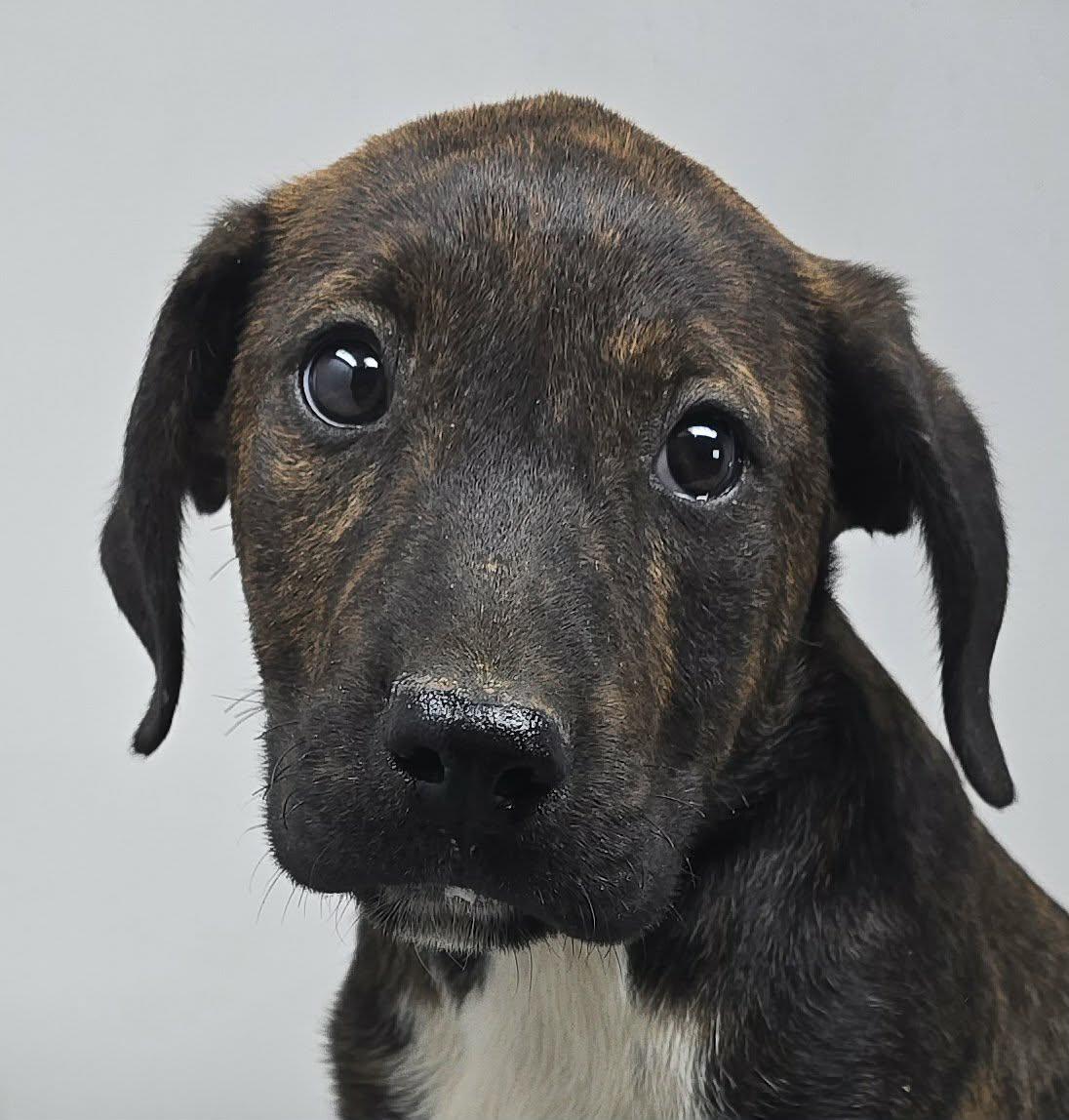 Just A Game, Adoptable, Puppy Male Plott Hound & Labrador Retriever.
