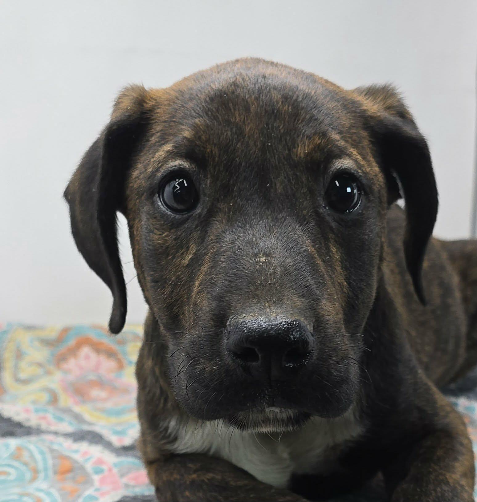 Enlarge Just A Game, a Adoptable mixed breed in Newport, TN image 3/4
