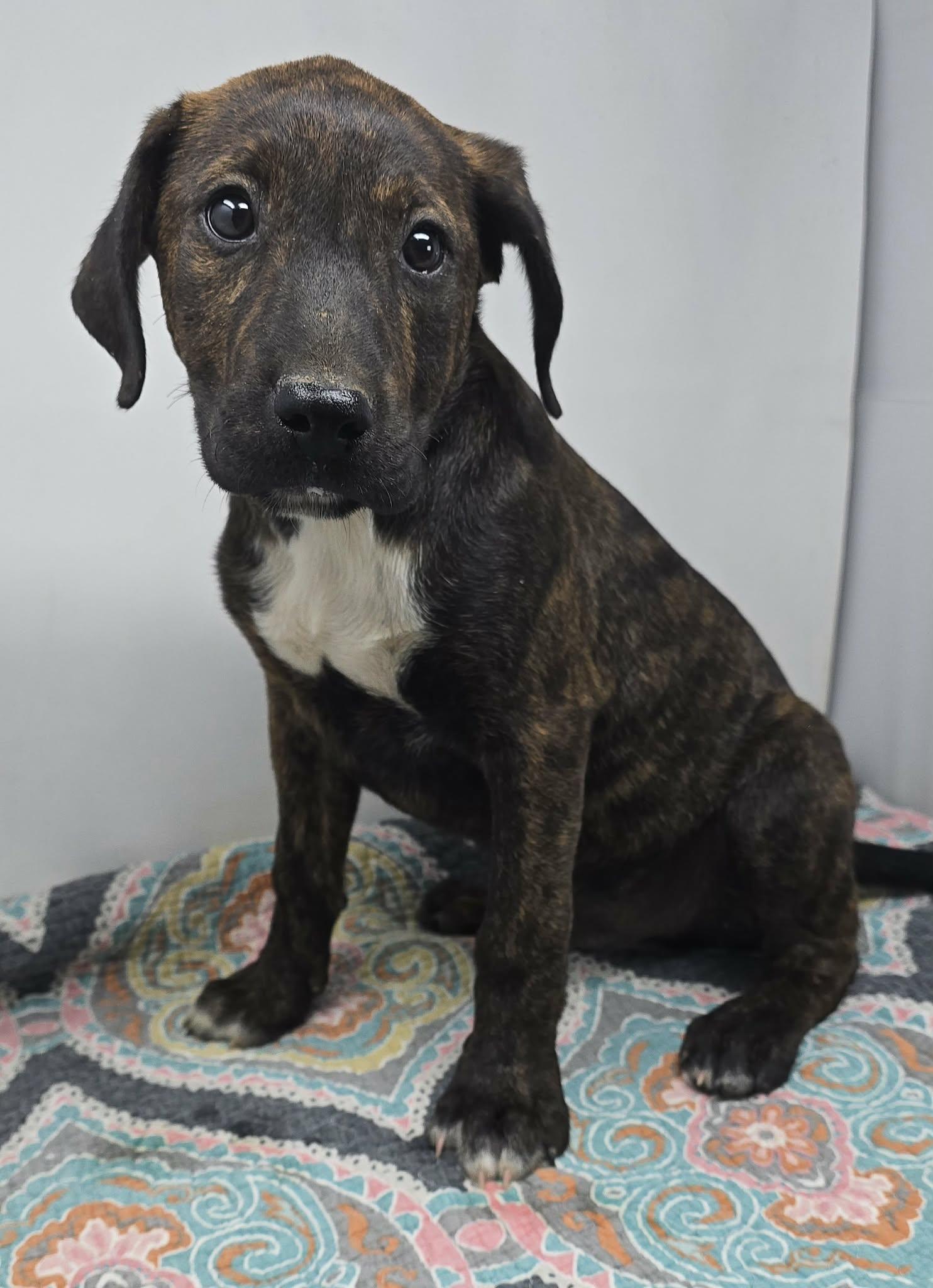 Enlarge Just A Game, a Adoptable mixed breed in Newport, TN image 2/4