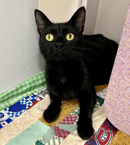 Remy, Adoptable, Adult Female Domestic Short Hair & Domestic Short Hair.