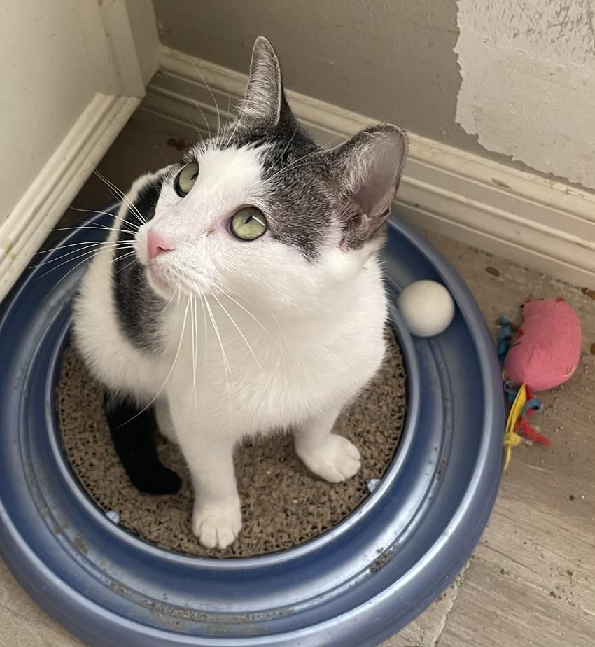 Camelia-Portofino PetSmart