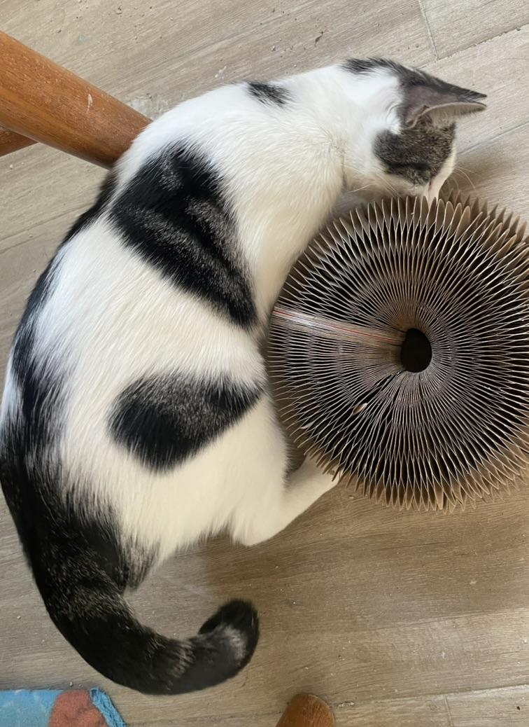 Camelia-Portofino PetSmart