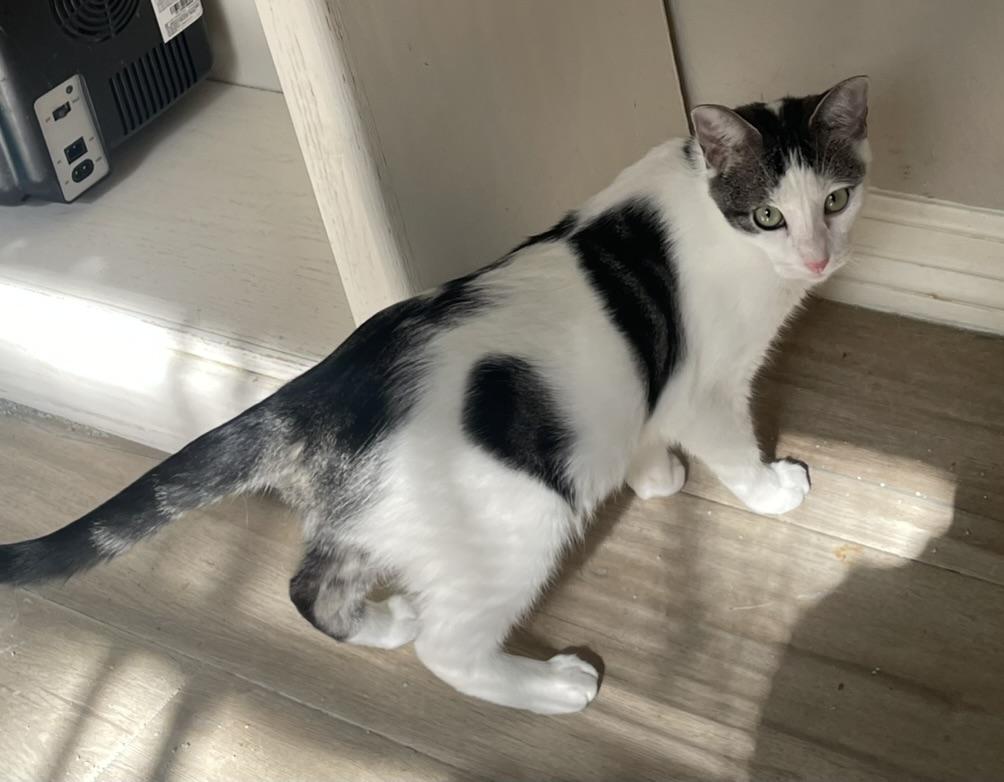 Camelia-Portofino PetSmart — thumbnail 3