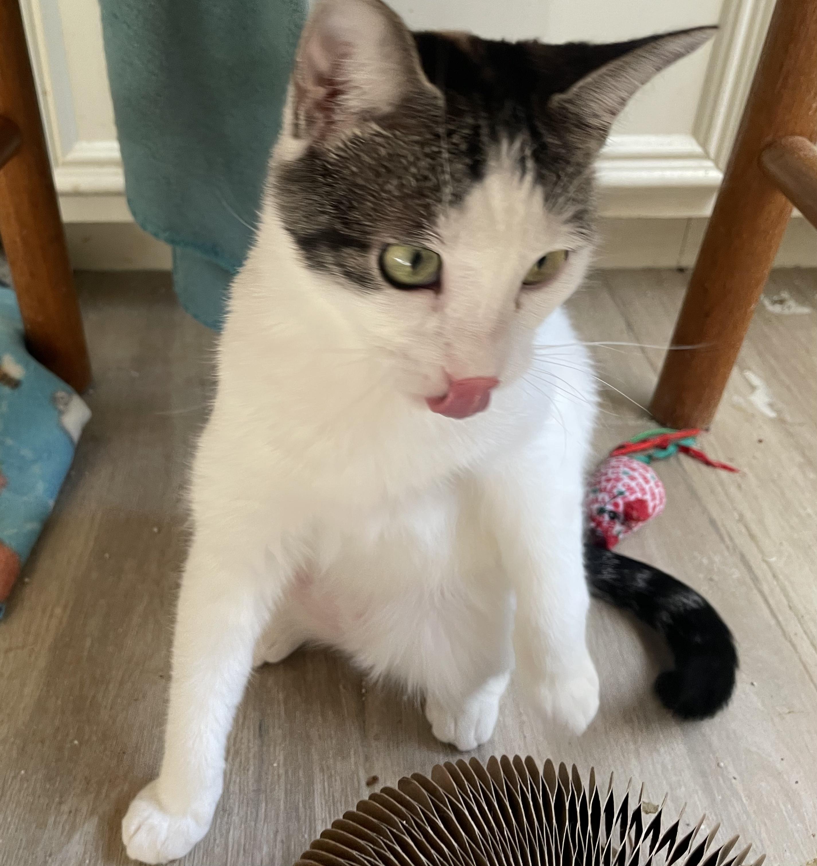 Camelia-Portofino PetSmart — thumbnail 4