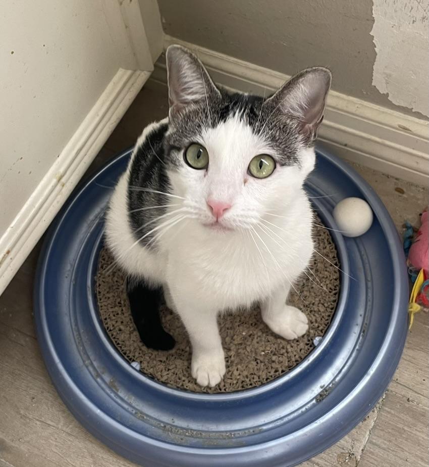 Camelia-Portofino PetSmart — thumbnail 5