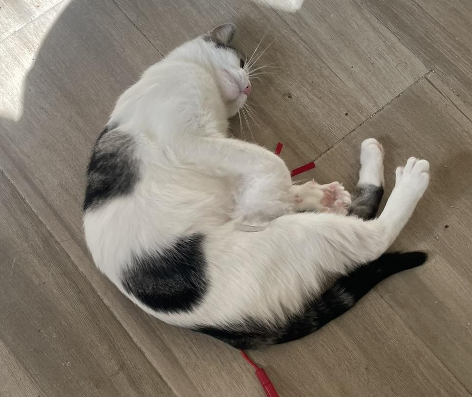 Camelia-Portofino PetSmart — thumbnail 6