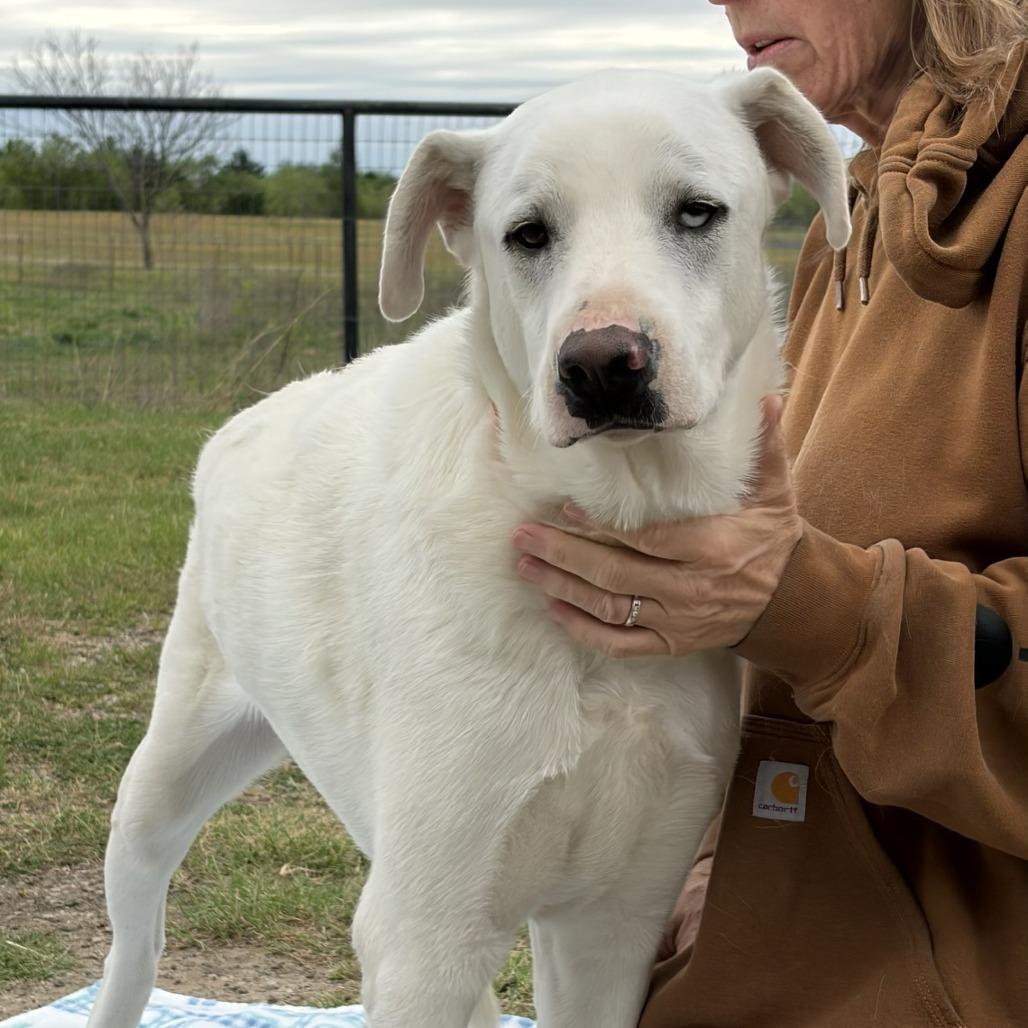 Enlarge Smitty, a Adoptable mixed breed in Ennis, TX image 2/3