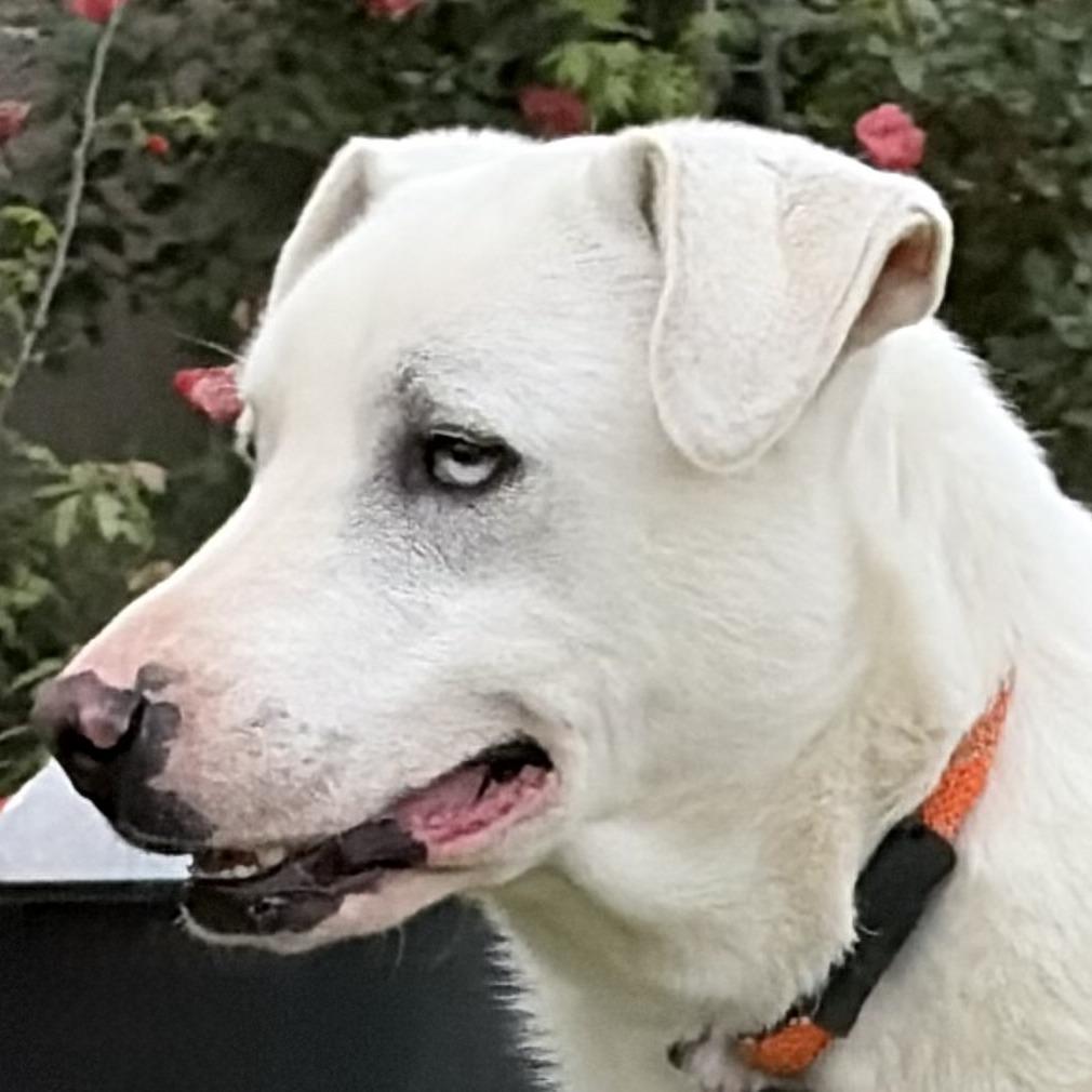Enlarge Smitty, a Adoptable mixed breed in Ennis, TX image 3/3