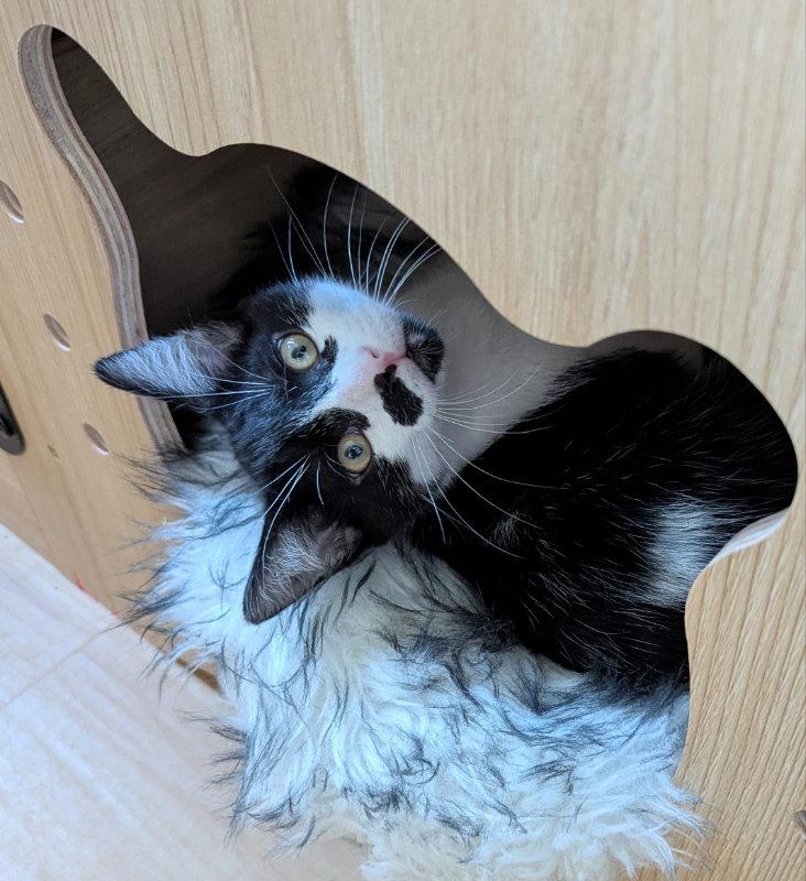 Enlarge Hotch, a Adopted Domestic Short Hair in Ocala, FL image 1/3